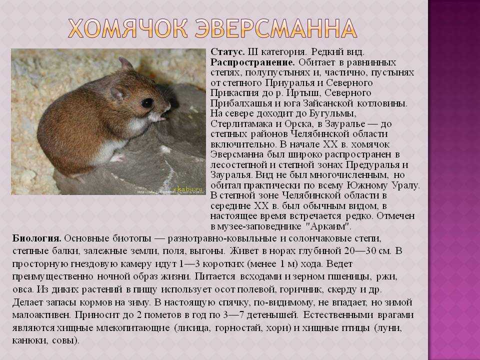 Хомячок эверсманна и монгольский