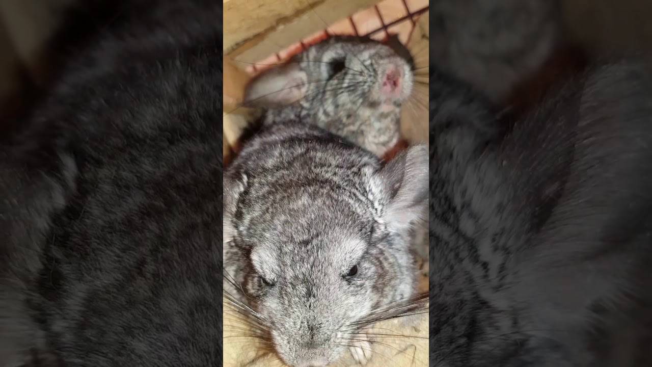 Когда и как кусаются шиншиллы: в каких случаях животное может проявить агрессию и укусить