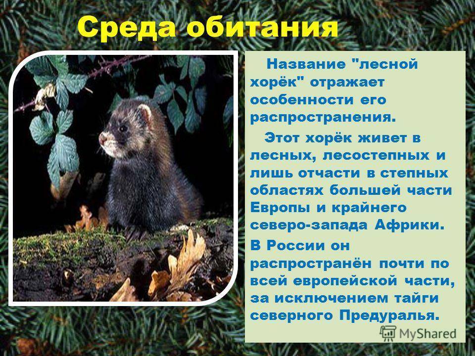 Лесной европейский кот: описание, характер, среда обитания и образ жизни, фото