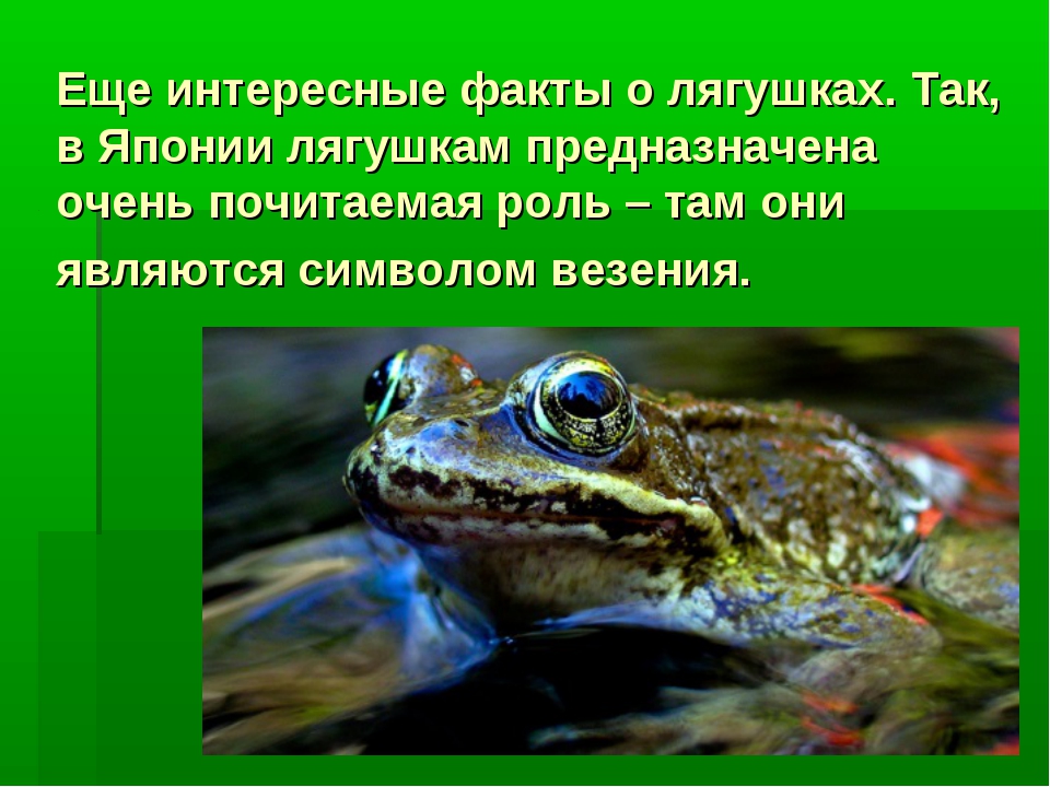 Тритон: фото и описание амфибии
