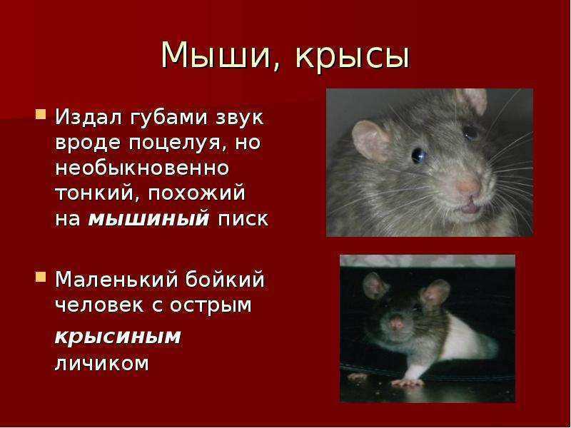 Почему крыса стучит, щелкает и скрипит зубами