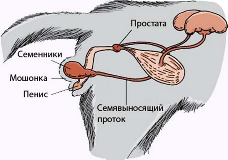 Разведение и спаривание морских свинок в домашних условиях
