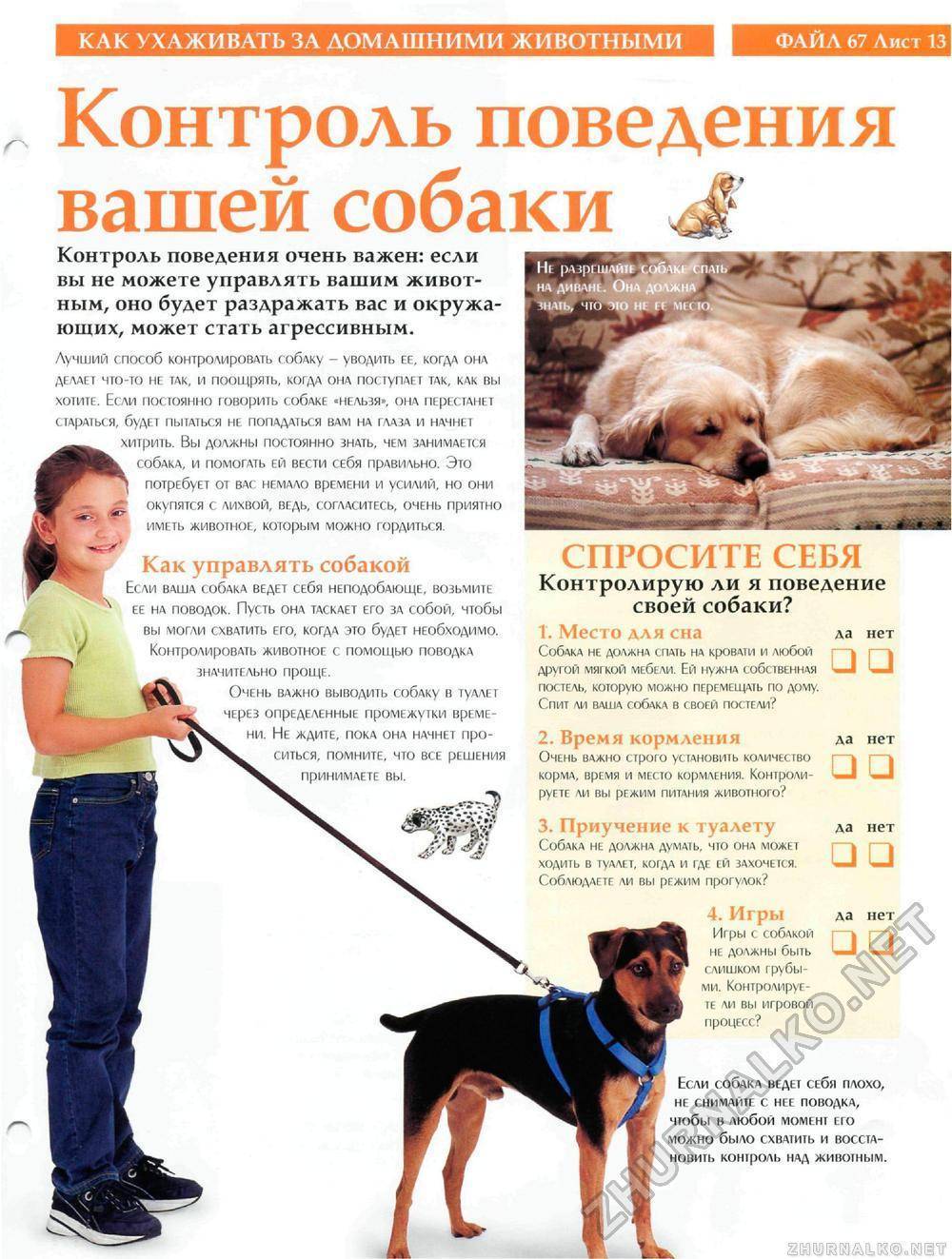 Таксы: уход и содержание в квартире и частном доме
таксы: уход и содержание в квартире и частном доме