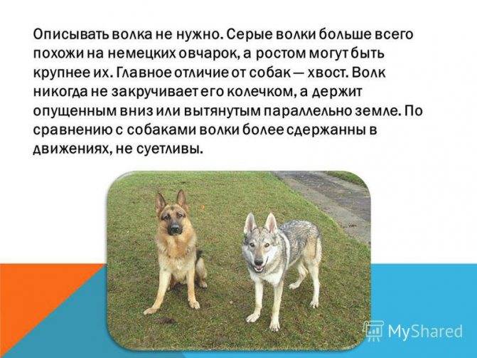 Волк – дикое хищное животное. описание и фото волка обыкновенного