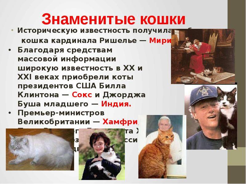 Самый известный кот в мире и знаменитые кошки