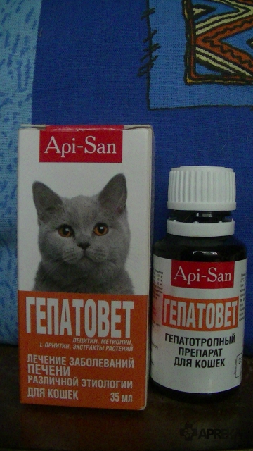 Запор у кошки: как справиться с проблемой?