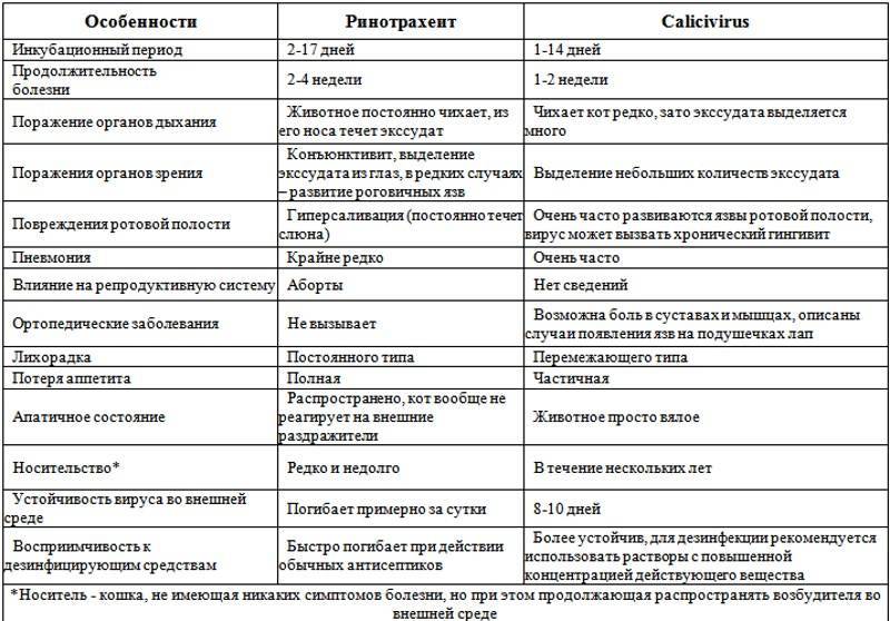 Причины лимфомы кишечника у котов, разновидности и симптомы заболевания, особенности лечения и прогноз