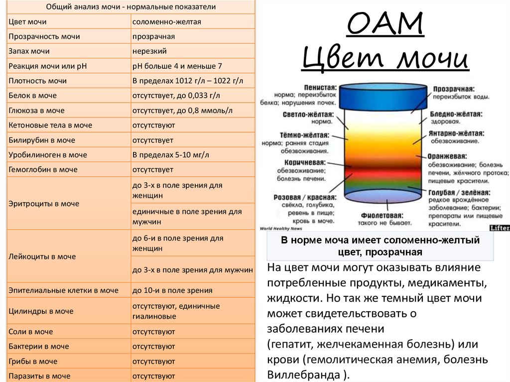 Темная моча у кошки - определение болезни и причин по цвету урины