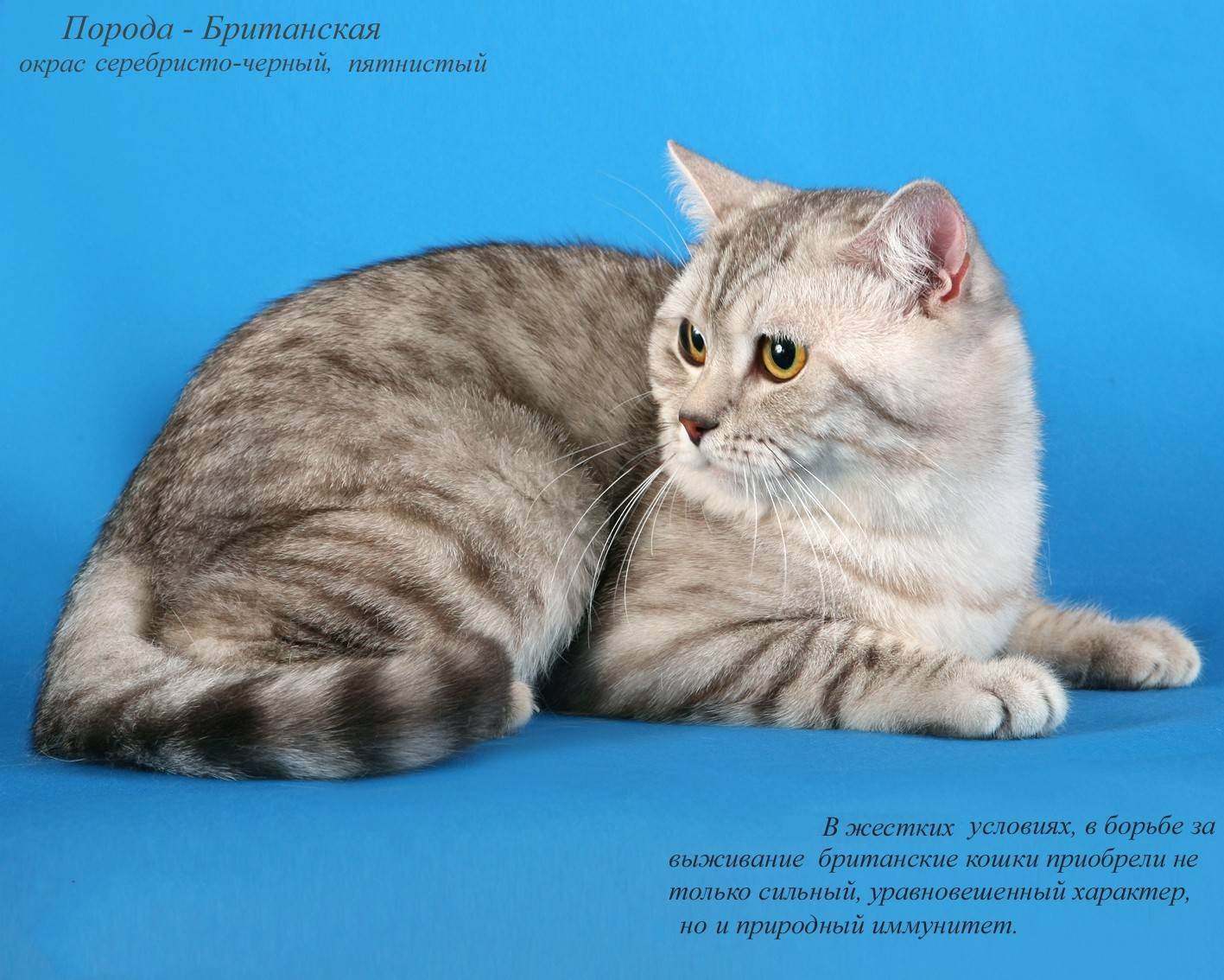 Короткошерстные породы кошек: топ лучших короткошерстных пород