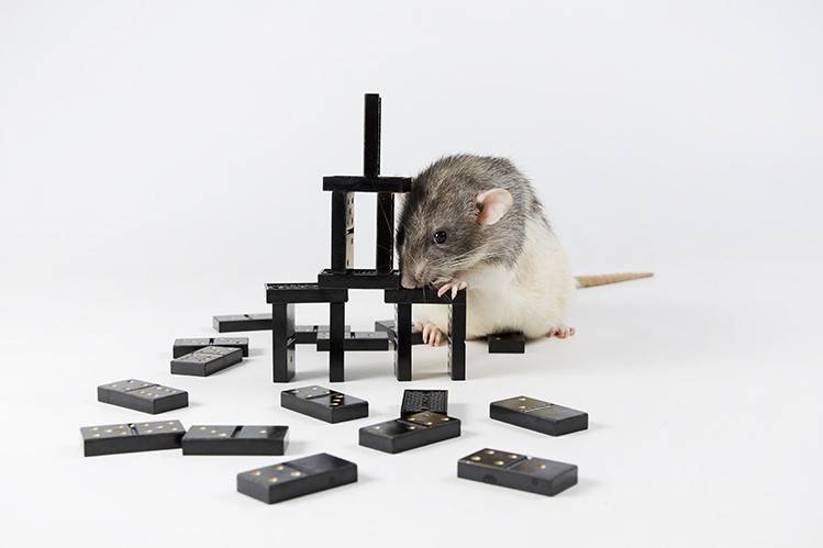 Границы крысиного интеллекта: интересные факты и открытия — rat911.ru