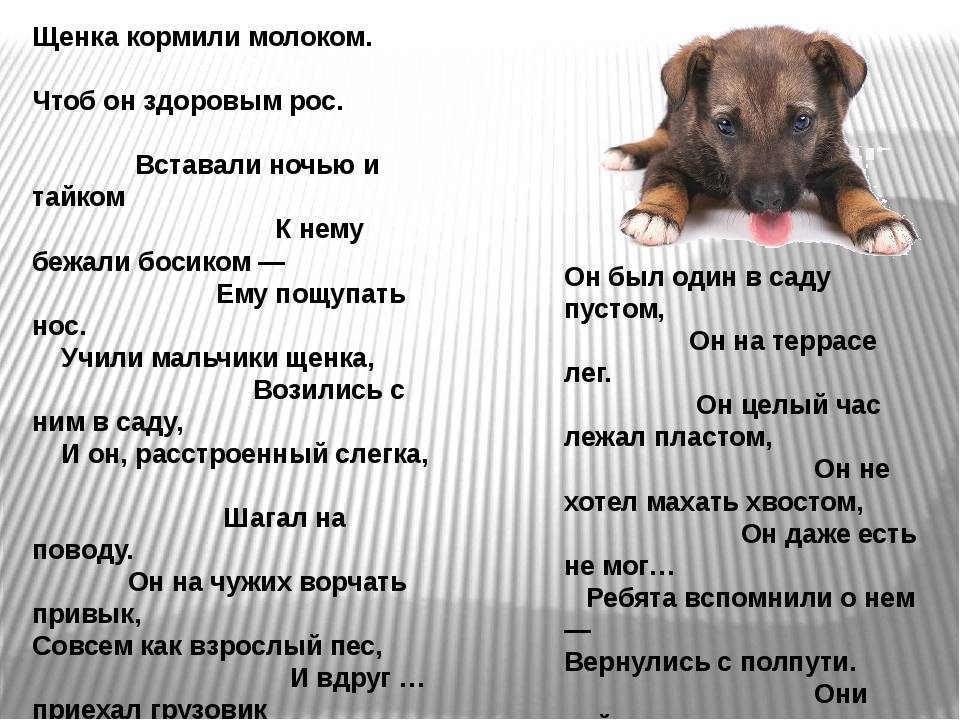ᐉ как ухаживать за щенком немецкой овчарки - ➡ motildazoo.ru