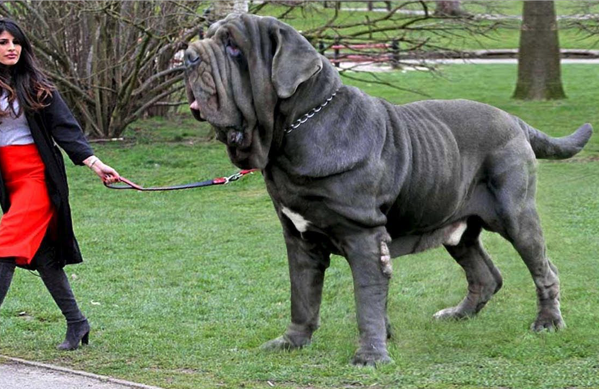 Четверка самых крупных пород собак, которые своим размером заполнят все пространство - gafki.ru