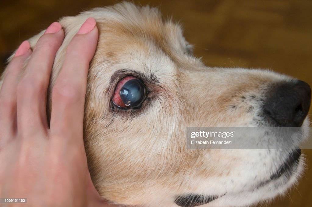 Сухой кератоконъюнктивит у собак: причины и варианты лечения | ваши питомцы