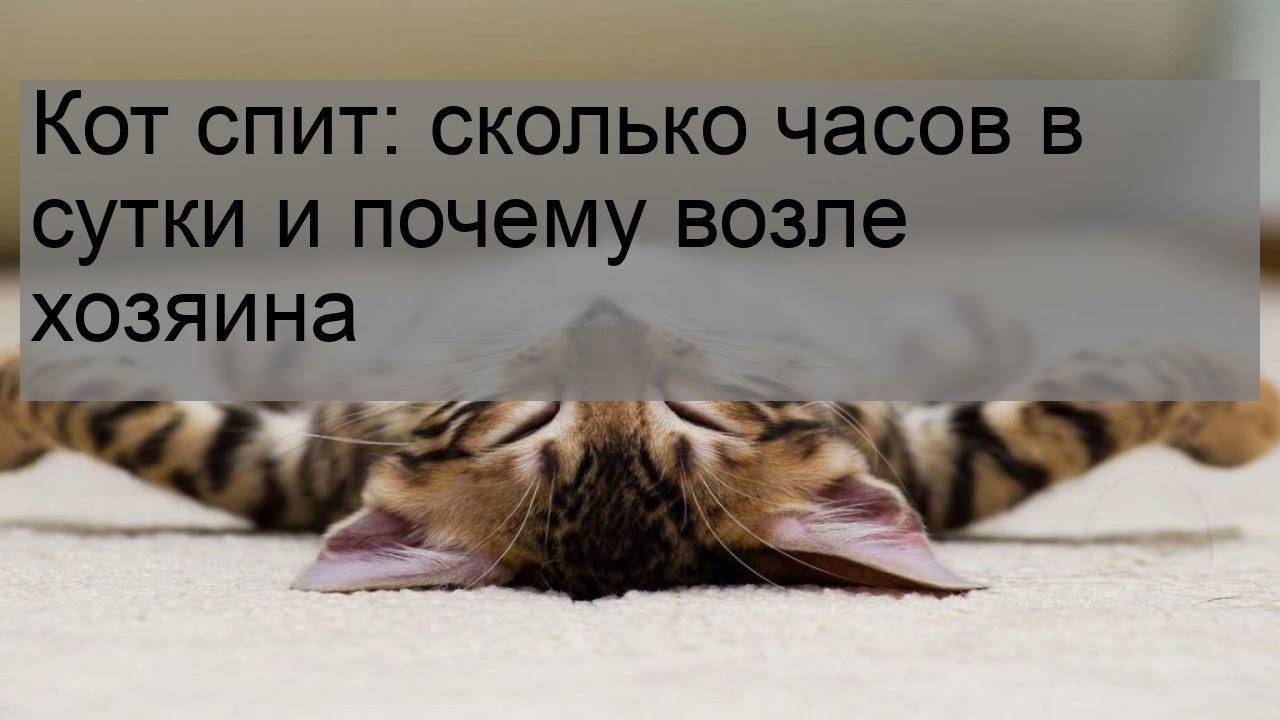 Сколько спят кошки? | блог на vetspravka.ru