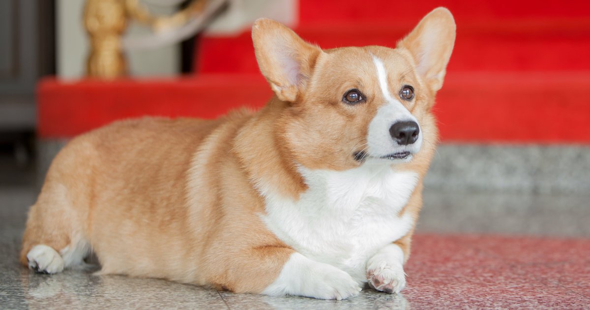 Собака с короткими лапами и большими ушами: что это за порода?