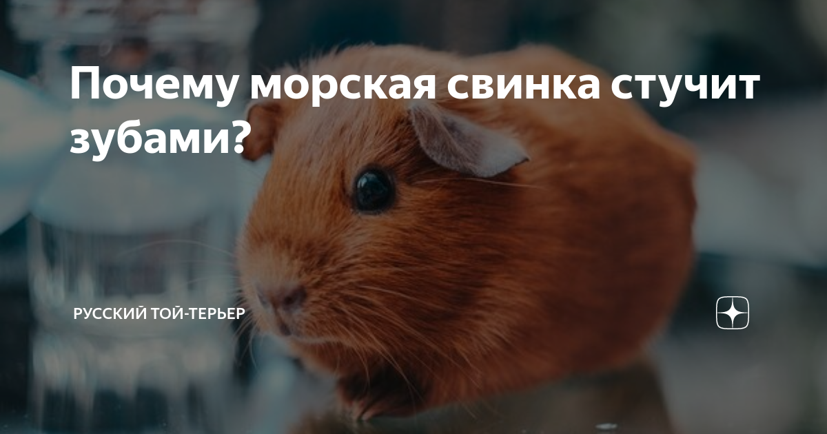 Почему морская свинка пищит или свистит когда ее гладишь: что это значит