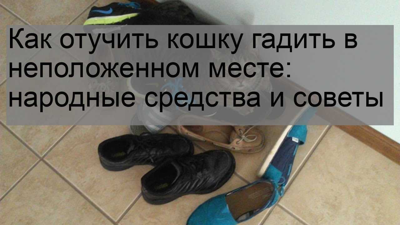Как отучить кошку писать в неположенном месте: советы и рекомендации экспертов | ваши питомцы