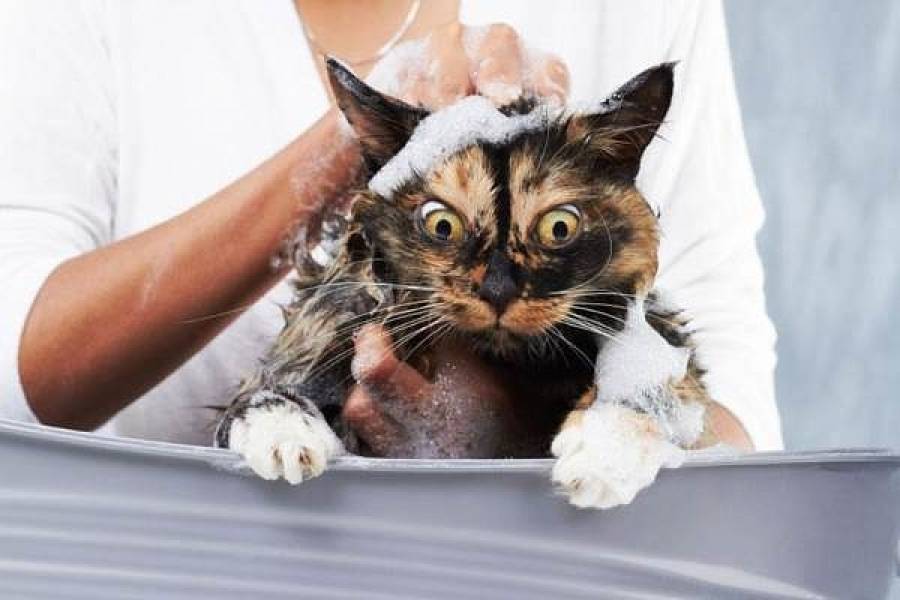 Как помыть кота? правила, полезные советы, 5 шагов мытья кота, видео
