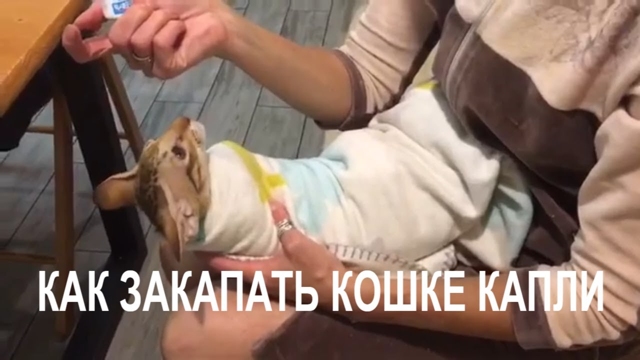 Чем закапать глаза кошке или котенку: обзор лечебных капель против воспалений