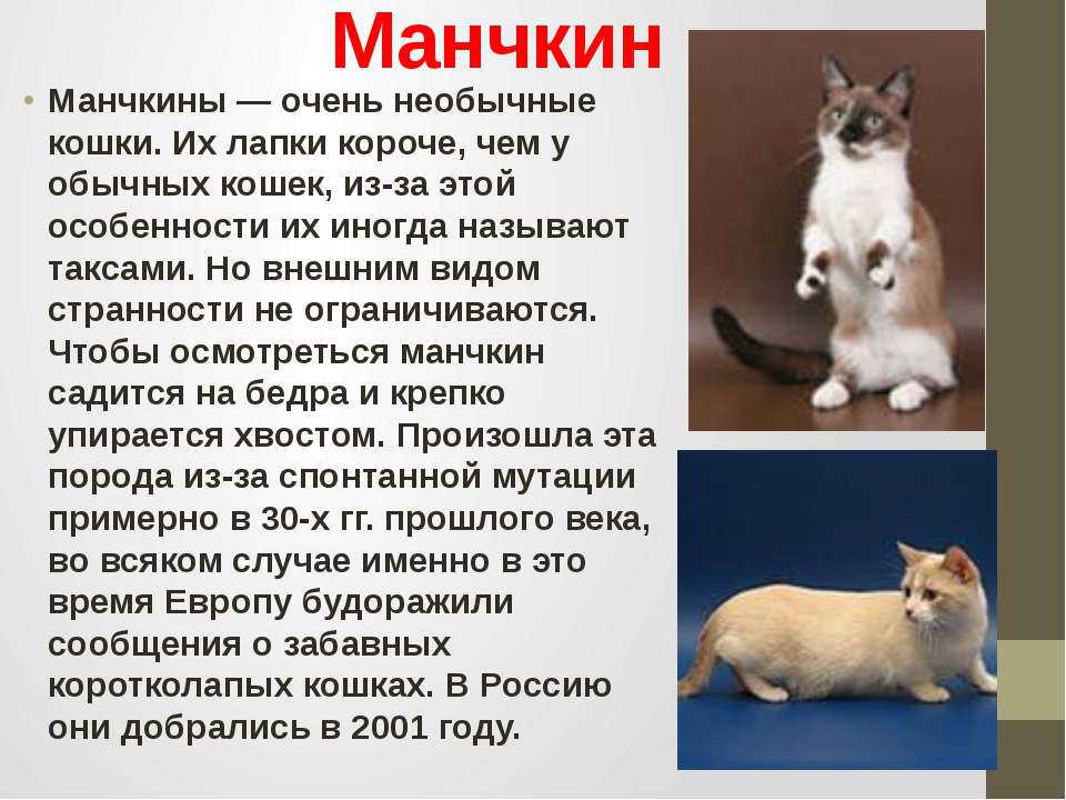 Манчкин – кошка с короткими лапами: генетика, характер, содержание