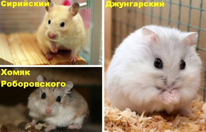 Какие породы хомяков могут жить вместе?  (полное руководство) — амалама | питомцы | животные | собаки | кошки