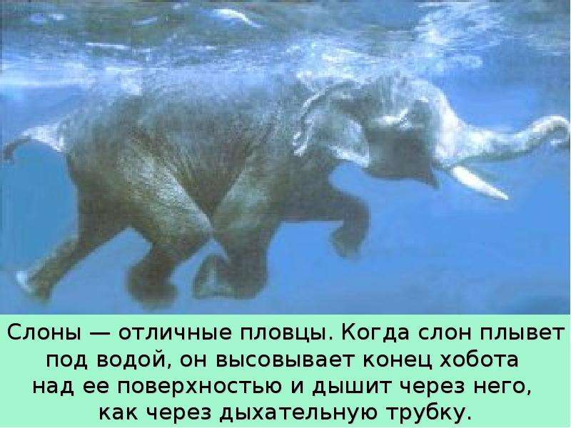 Слон