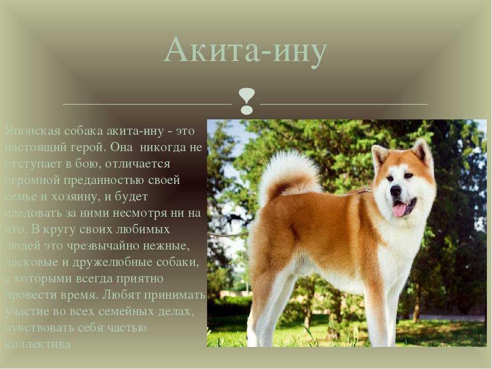 Японская порода собак. характер и советы по содержанию :: syl.ru