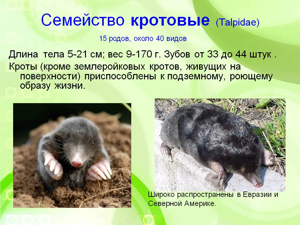 Польза и вред от кротов: есть ли плюсы такого соседства?