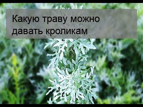 Какими травами и ветками можно и нельзя кормить кроликов