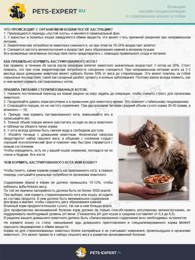 Питание кастрированного кота в домашних условиях