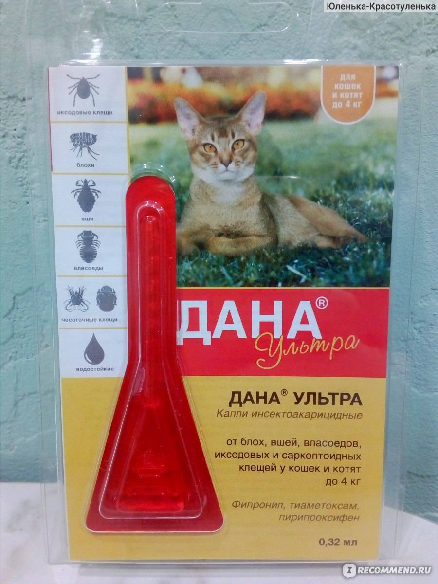 Капли от блох для кошек и котят, 5 разновидностей - какие лучше выбрать