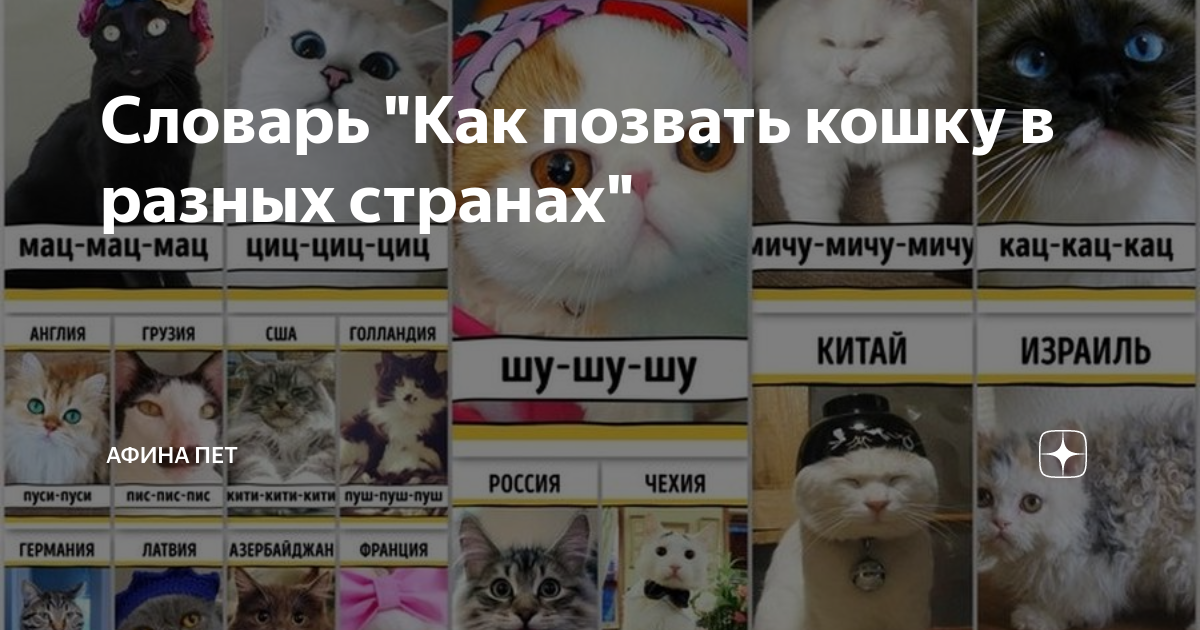 21 способ сказать «кыс-кыс»: как подзывают кошек в разных странах
