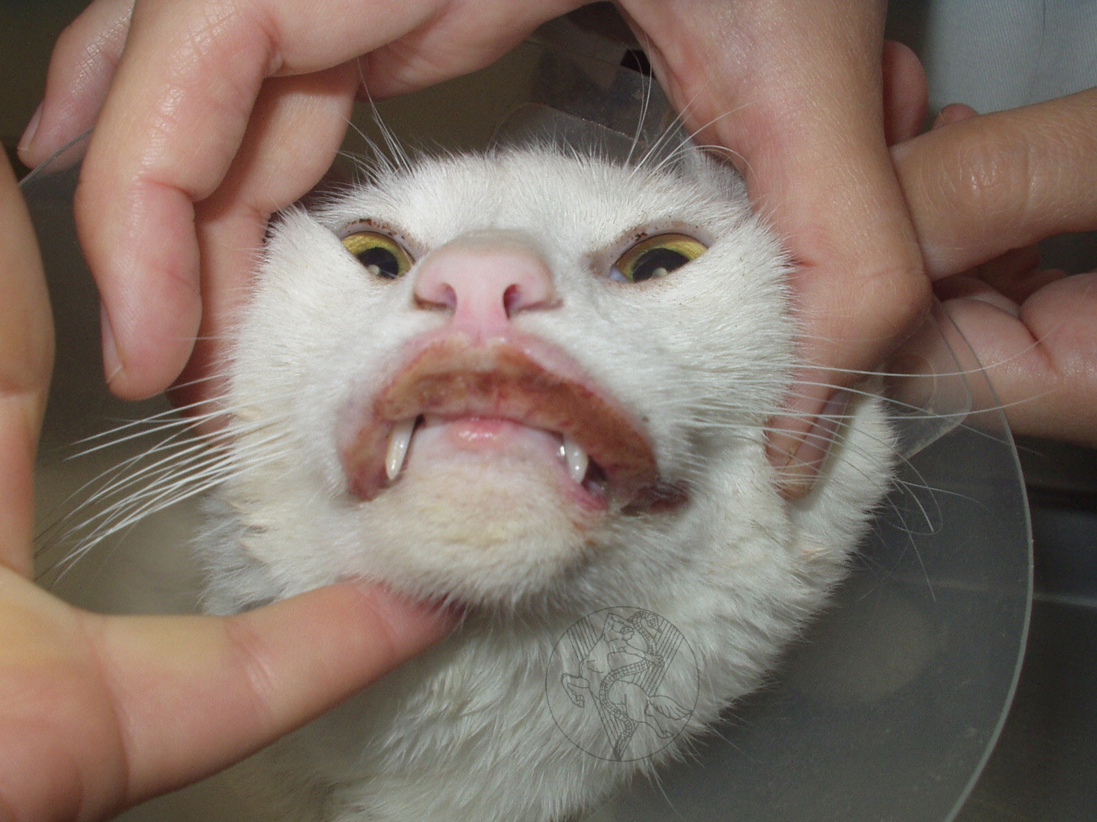 Симптомы зубных болезней у кошек и лечение в домашних условиях: что делать, если у кота болит зуб?