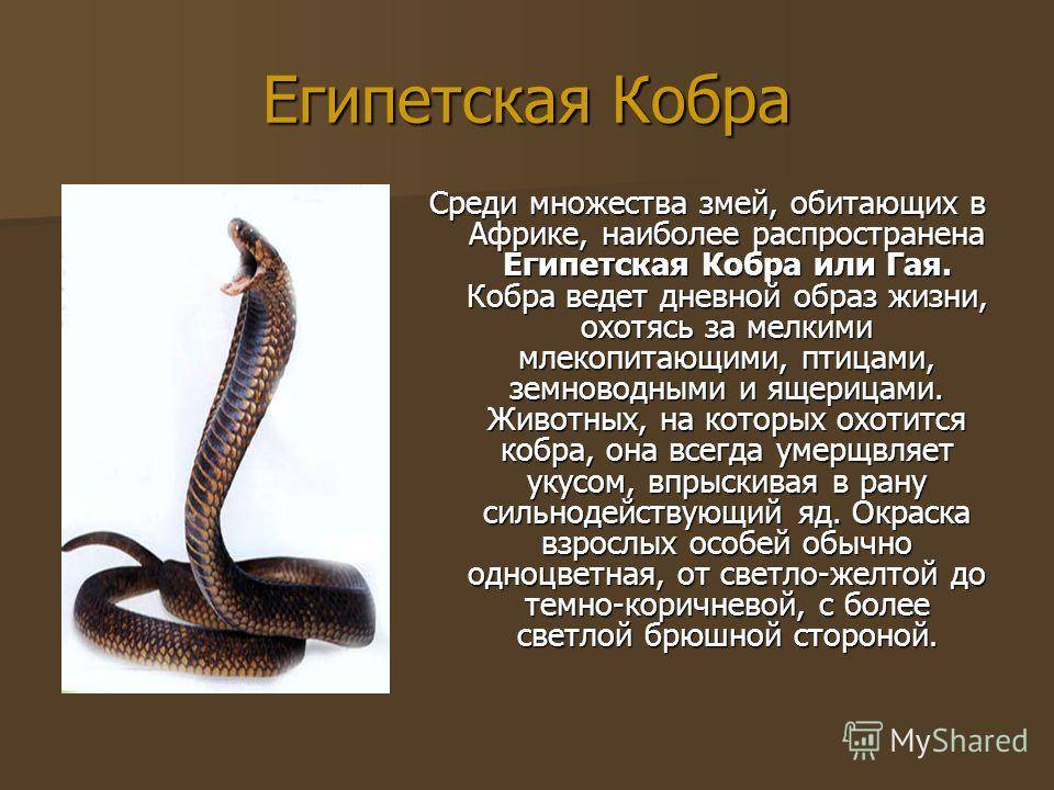 Королевская кобра! и 10 интересных фактов о ней