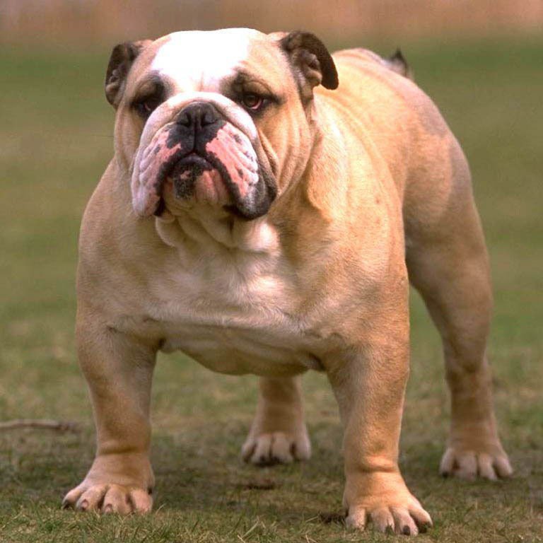 Самые глупые породы собак в мире — топ с описанием