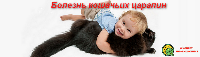 Укусы кошек: чем опасны и как лечить