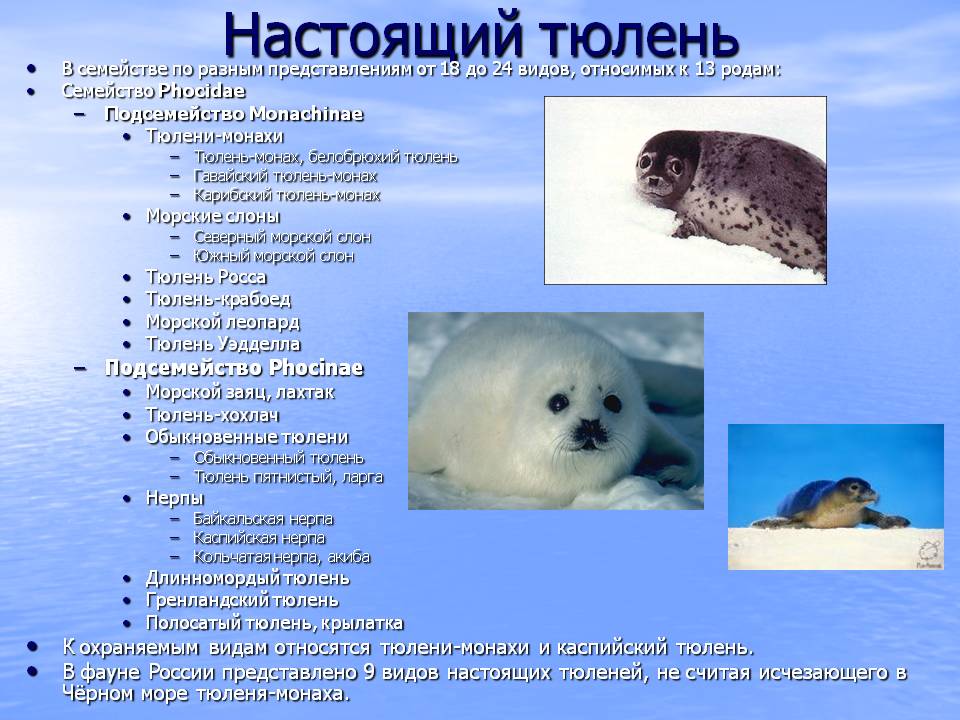 Особенности семейства Ушастые тюлени