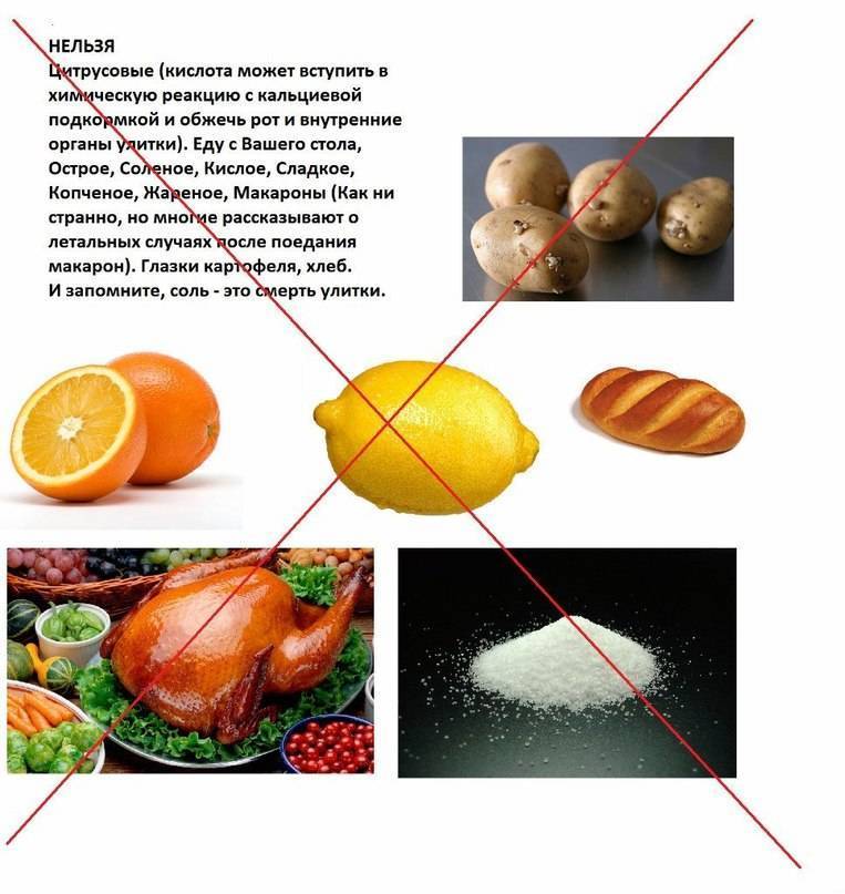 Питание улиток ахатин - примерный рацион на неделю