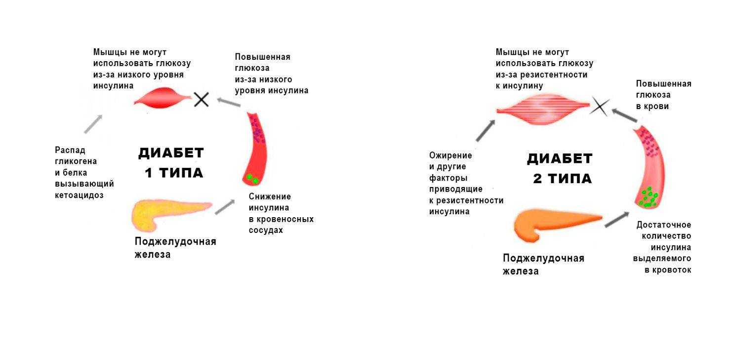 Глюкоза у кошек – опасны ли отклонения от нормы