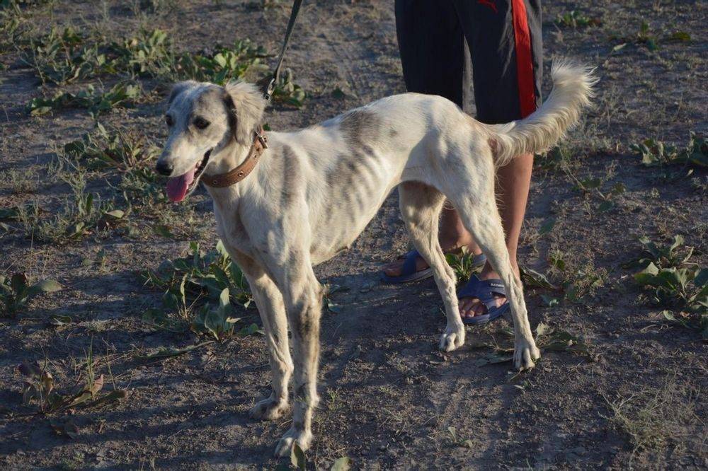 Порода собак тазы - среднеазиатская казахская или туркменская борзая