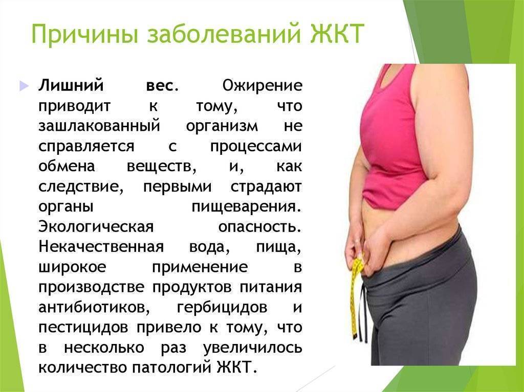Морская свинка не ест и не пьет, что делать? причины отказа от еды.
