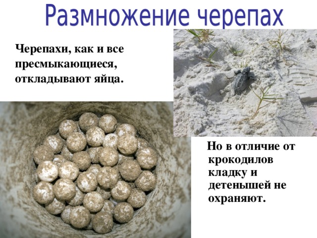 Сухопутная домашняя черепаха: уход, условиях содержания, сколько живут