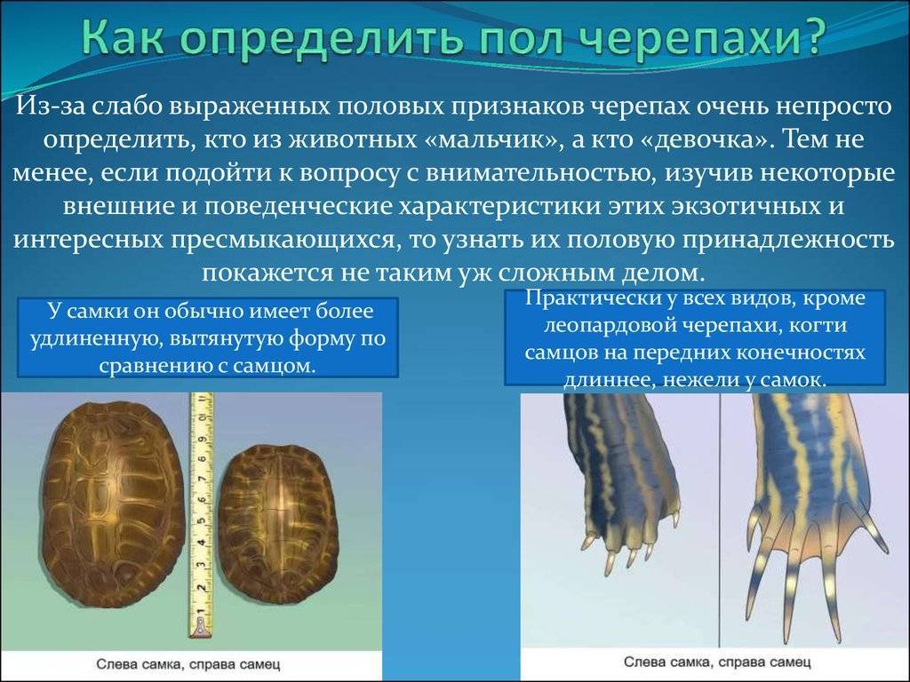 Особенности определения возраста у сухопутной черепахи