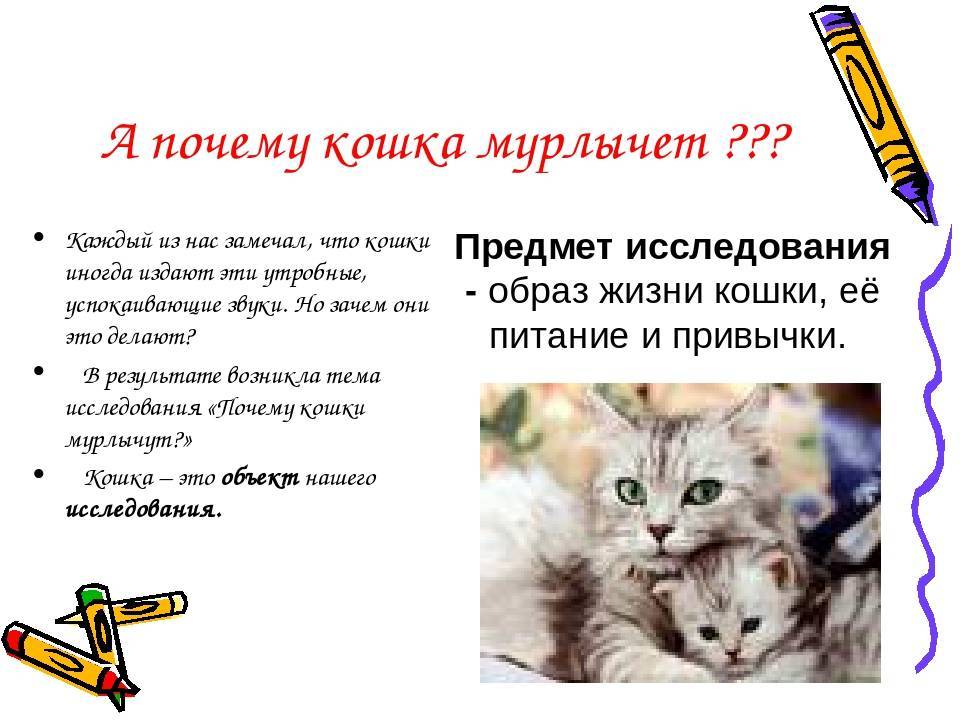 Почему кошки мурчат