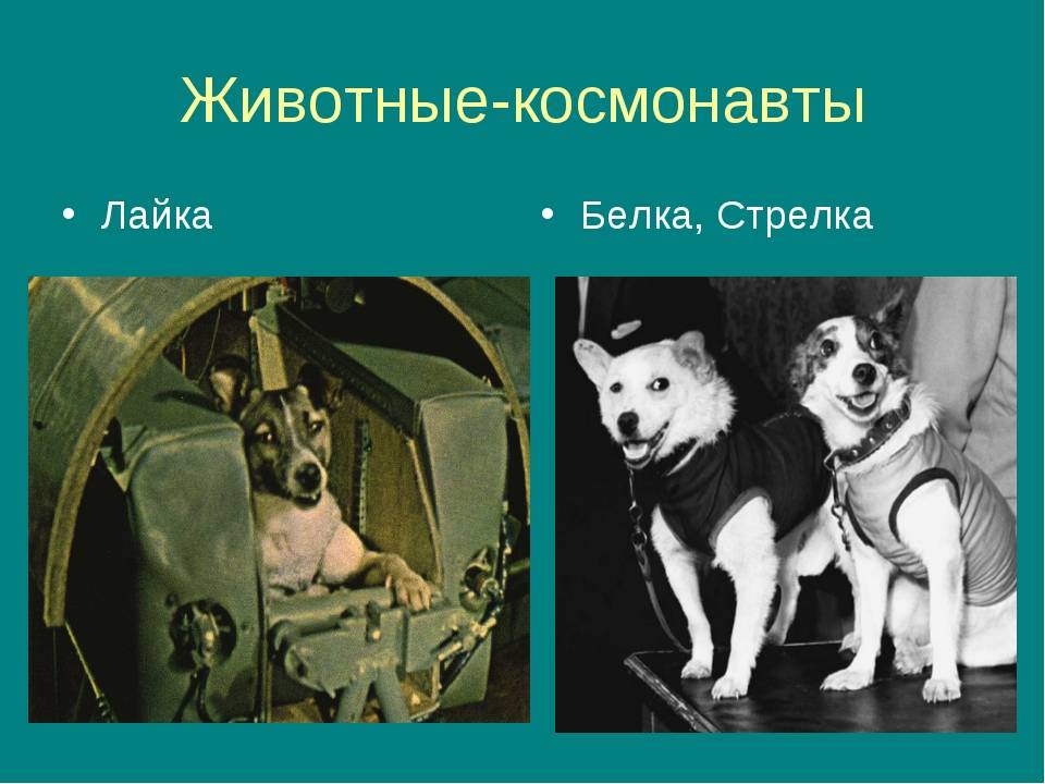 Полет и гибель собаки лайки: вопросы и ответы | всё, что нужно знать о | вопрос-ответ