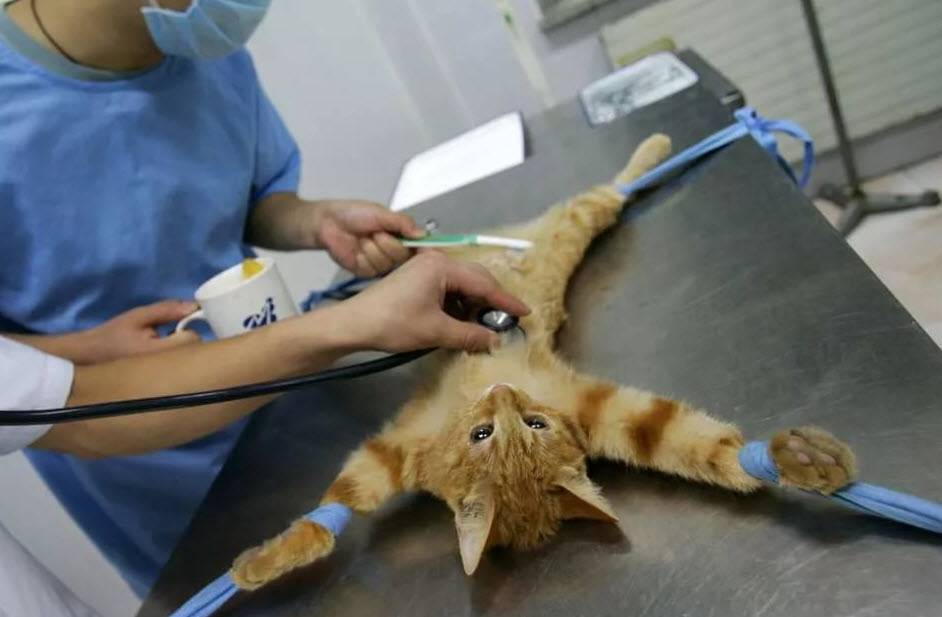 Жизнь стерилизованной кошки