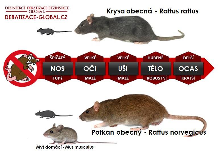 Крысы и мыши - чем они отличается