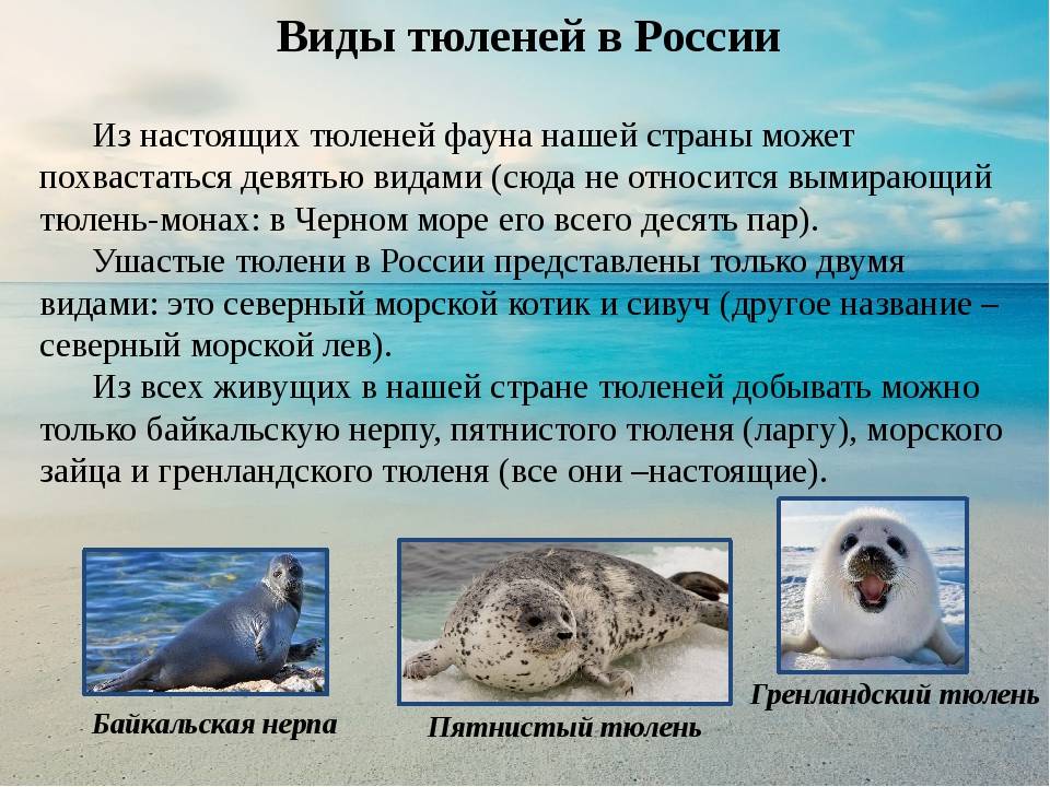 Ушастые тюлени — энциклопедия руниверсалис