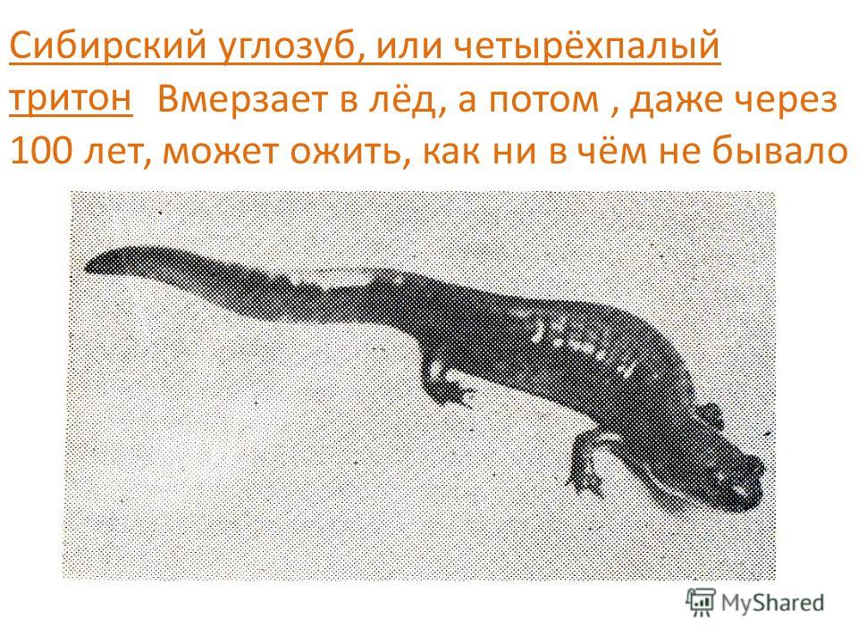 Сибирский углозуб. образ жизни и среда обитания сибирского углозуба