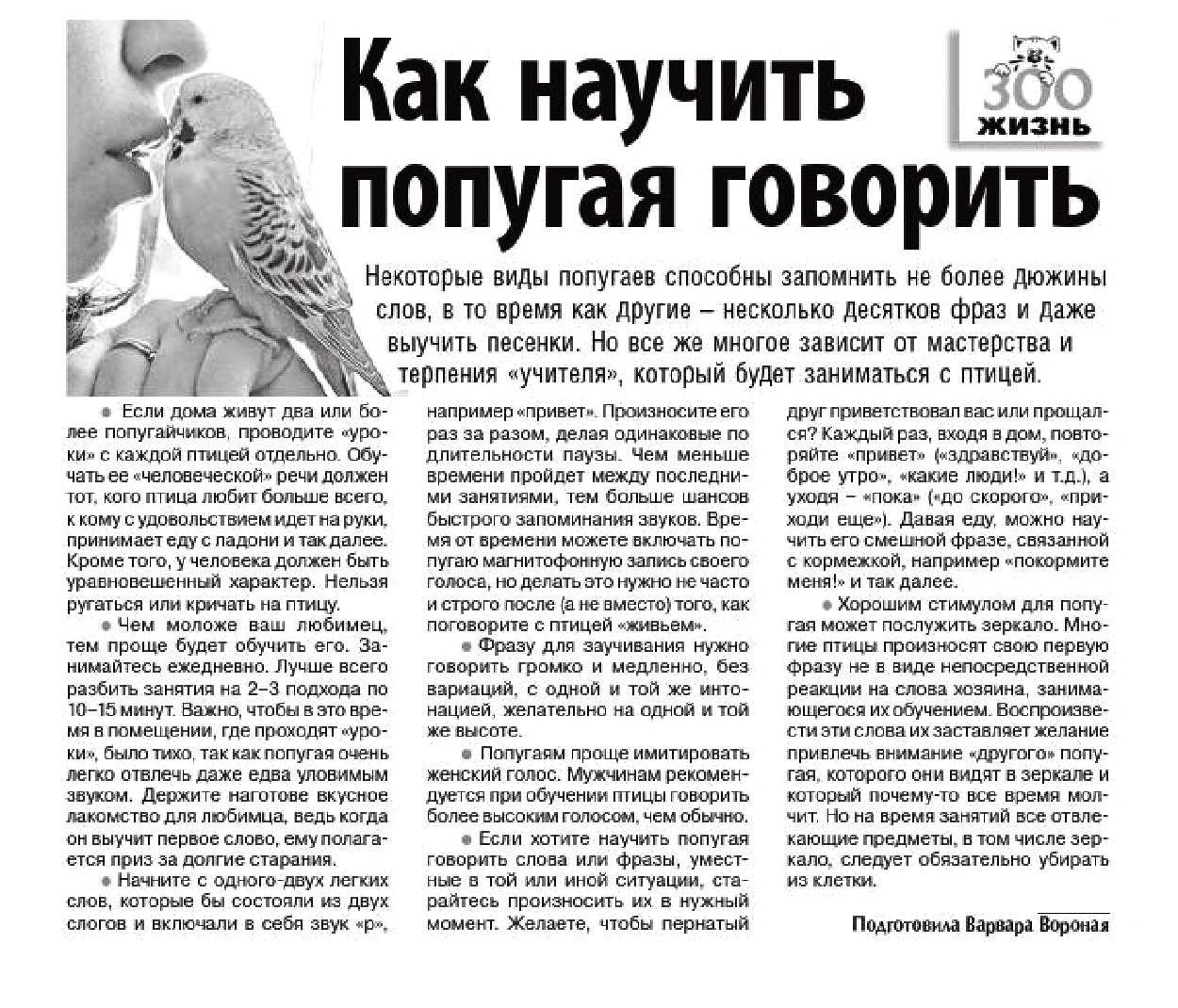 Как научить волнистого попугая говорить быстро в домашних условиях, можно ли обучить разговаривать самку